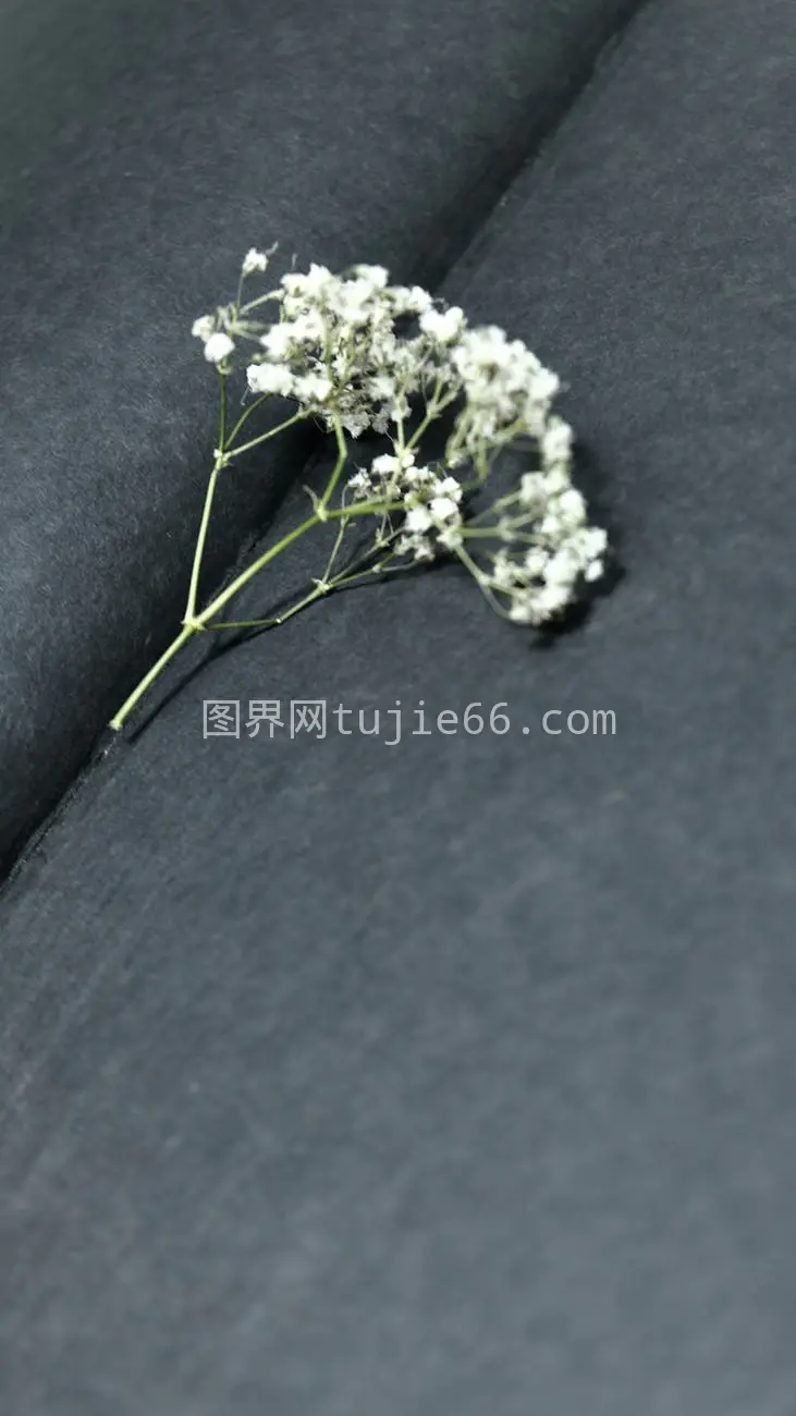 特写白花深色布面优雅呈现图片