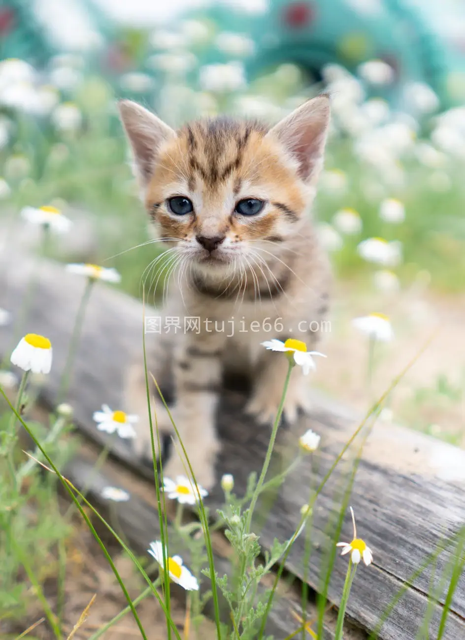 猫咪Daisy户外自然美图片