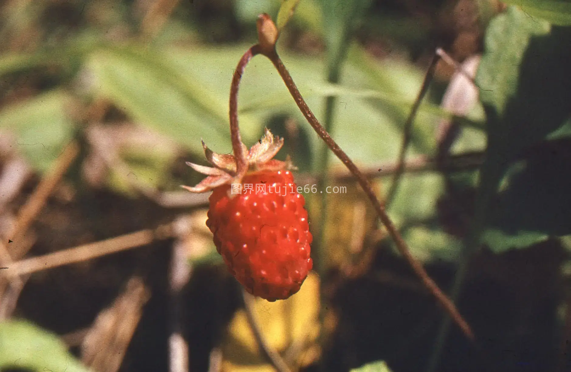 野生草莓特写悬挂植物图片