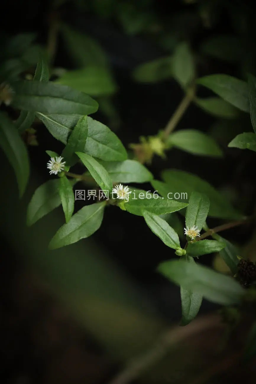 植物特写 绿叶白花图片