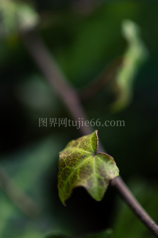 细致观察常春藤叶自然美纹理