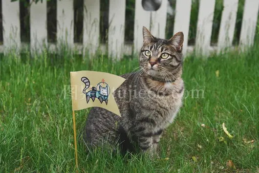 橘猫草地旗帜映衬