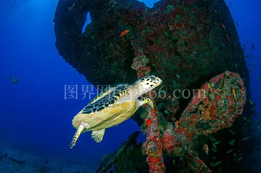 海底海龟探五彩沉船