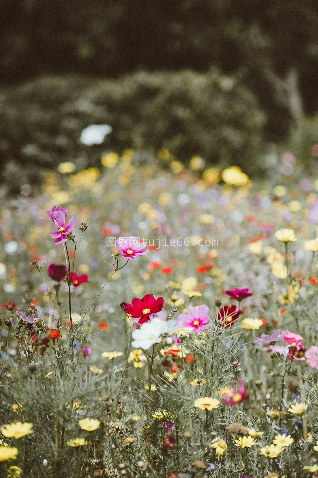 多彩花瓣田野景致
