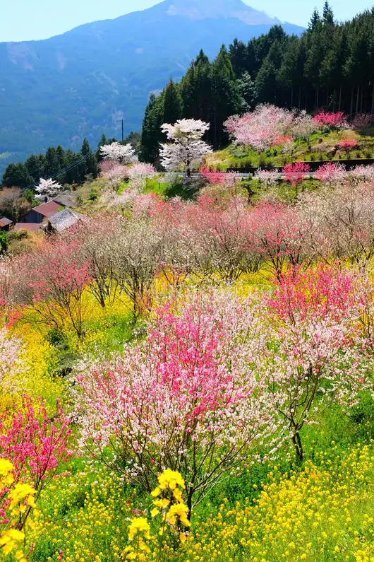 白天多彩花朵田野