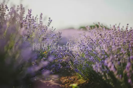 薰衣草花田日光美