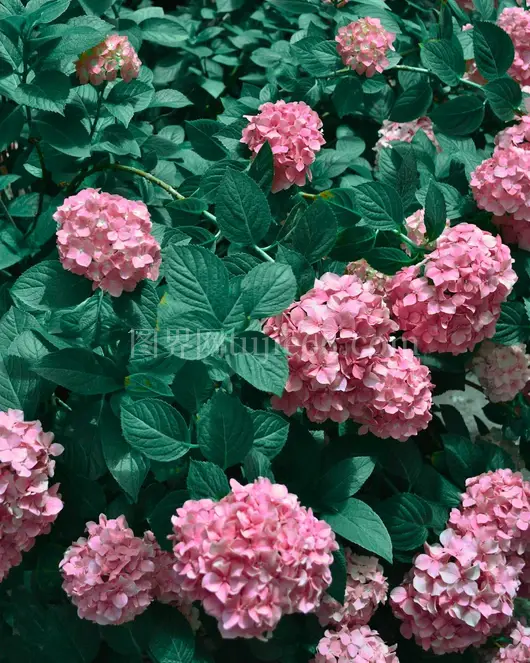夏日粉色绣球花绿叶美