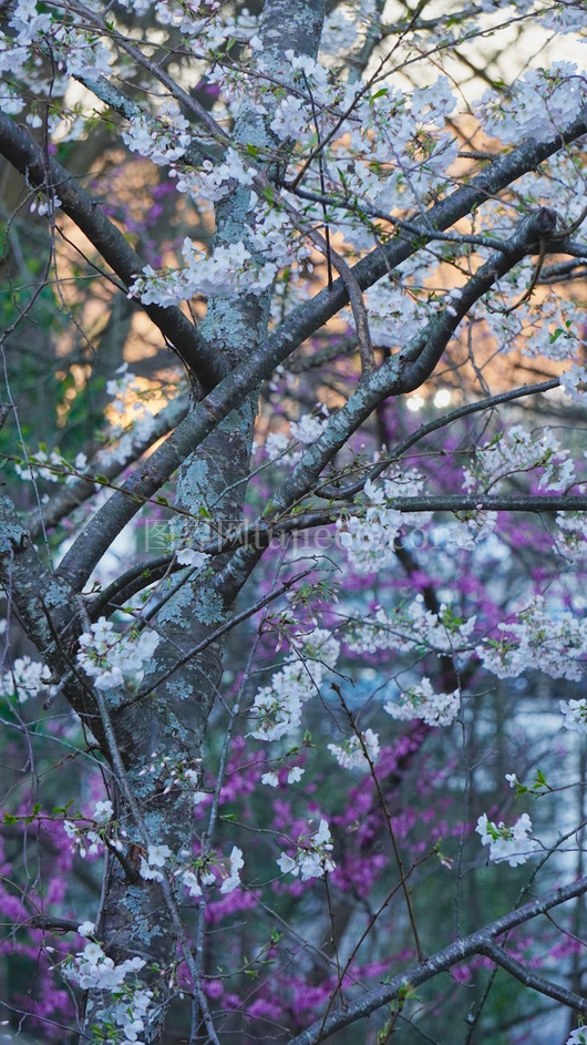 春枝繁花朵多彩