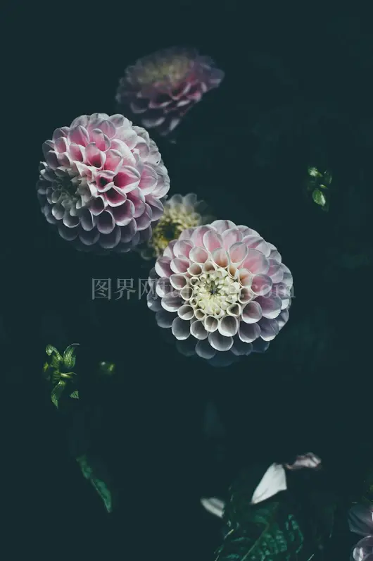 粉色康乃馨花朵特写照