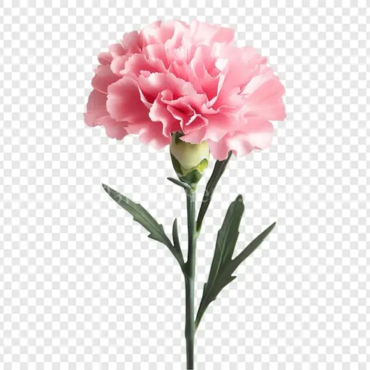 粉红康乃馨花茎透明背景精致花朵花艺设计春季主题