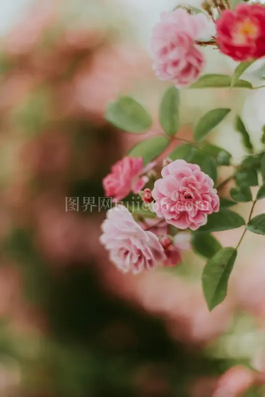 粉色多瓣花朵绽放图