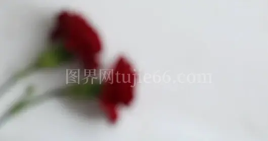 特写红色康乃馨花绽放