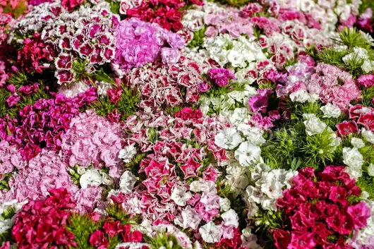 彩色康乃馨花展盛景