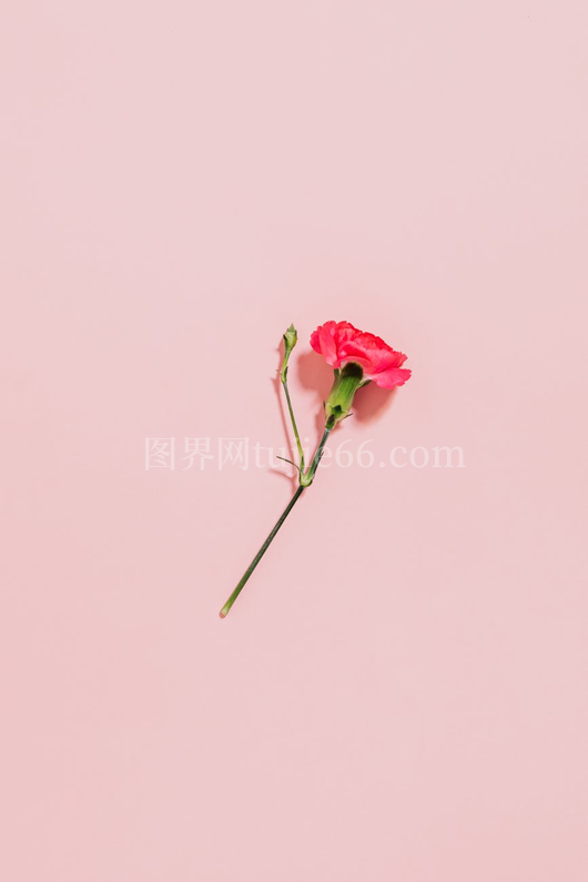粉背景粉康乃馨简约花美