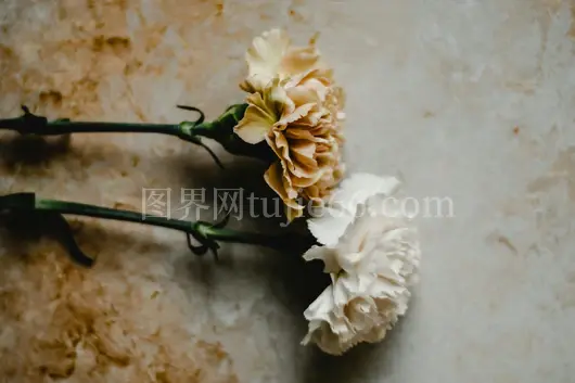 康乃馨大理石自然美