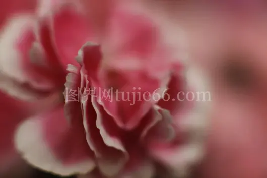 柔焦特写粉色康乃馨花