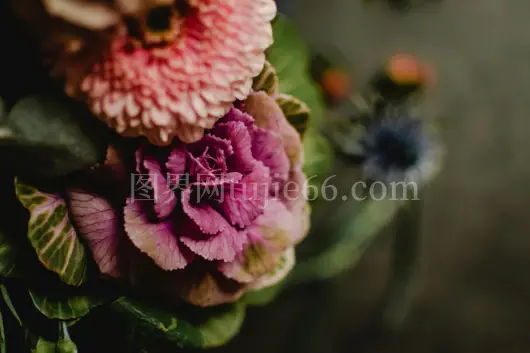 特写多彩花粉色花瓣精致排列