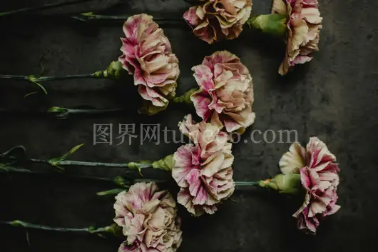 粉色康乃馨暗背景花艺之美