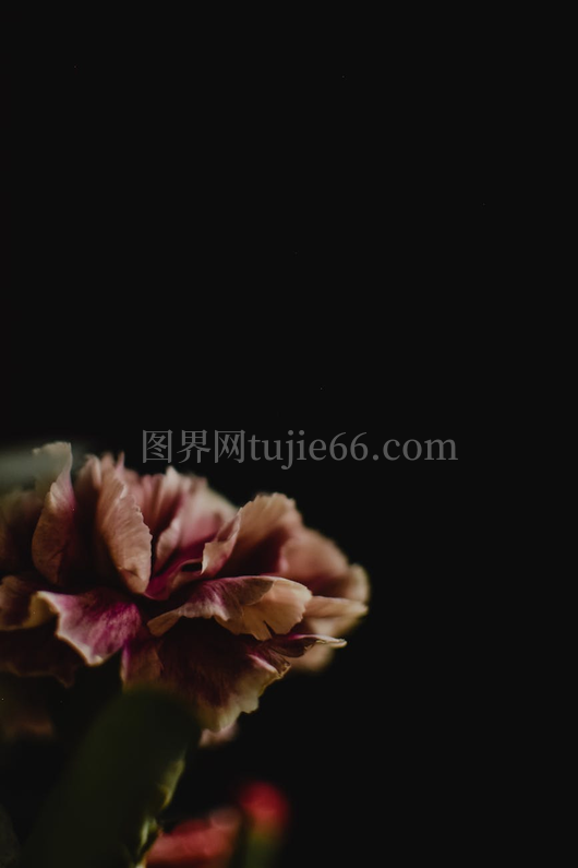 特写粉红康乃馨柔美花瓣背景