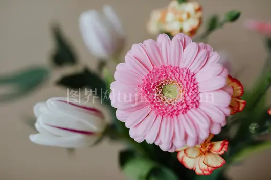 粉菊郁金香康乃馨花束特写