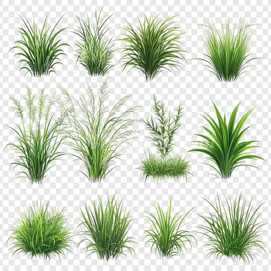 绿色植物真实插图集