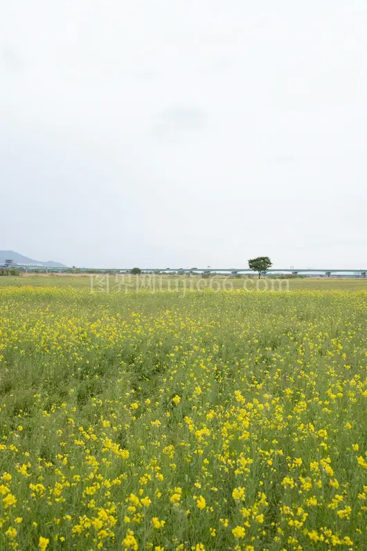 黄色花田孤树映辉
