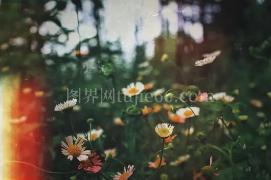 花卉摄影作品集萃