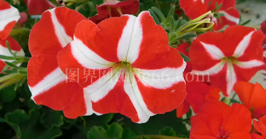 绚烂绽放的条纹花卉图