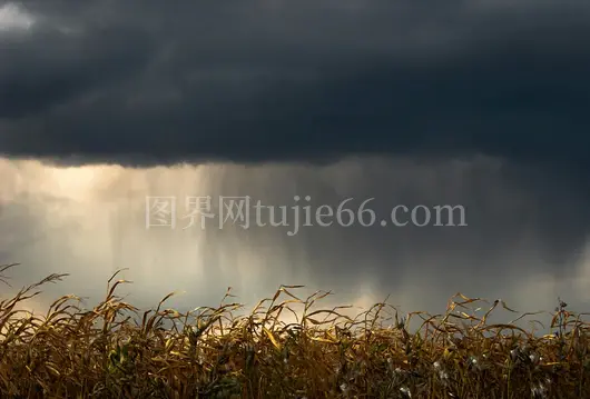 玉米地暴风雨云层捕捉天气