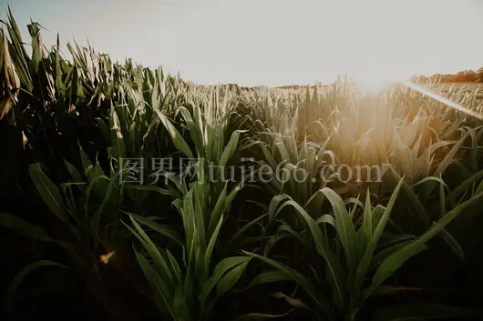 丰收时节玉米地景象美如画