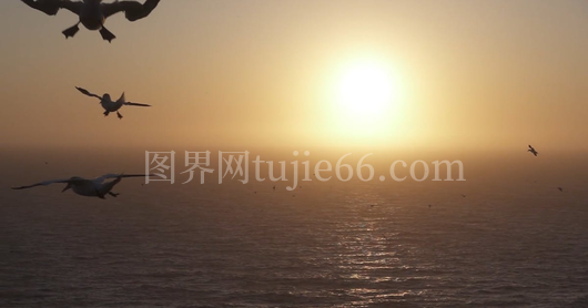 黄金时刻鸟类翱翔景致