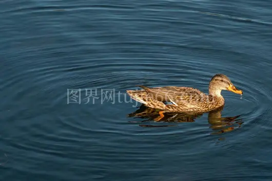 雌 Mallard鸭优雅蓝池游静境