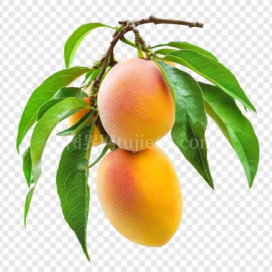 树上桃子夏日诱人美味