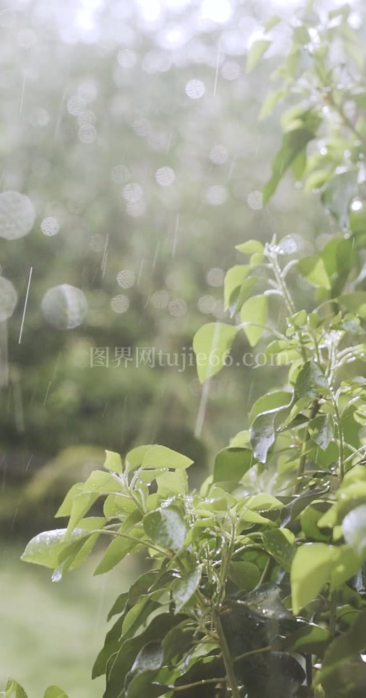 雨天清新景象