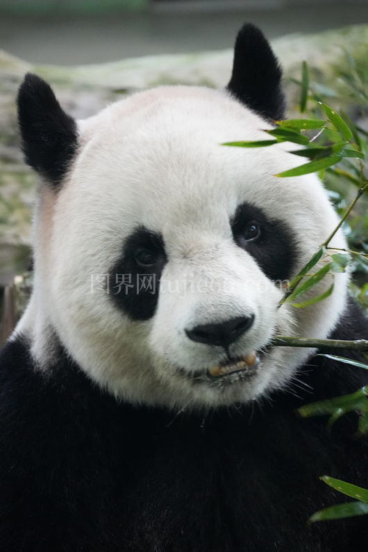 大熊猫竹林食趣动物园景