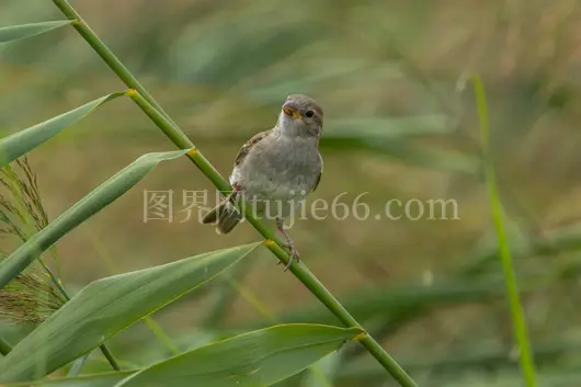竹枝上家麻雀绿意融融