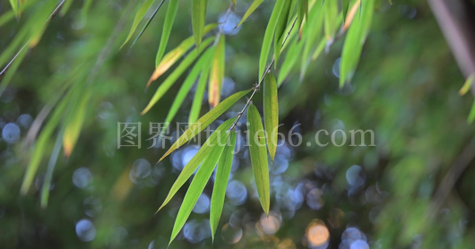 照片展示竹叶美景