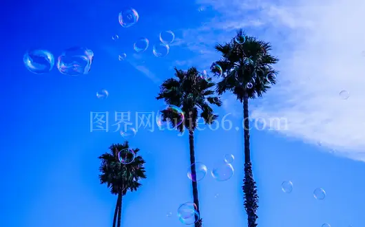 蓝天棕榈树肥皂泡户外景致