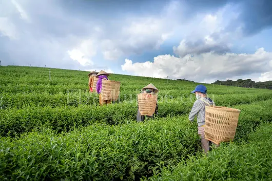 茶园背工采摘绿叶景致