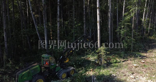 重型机械森林砍伐树木瞬间
