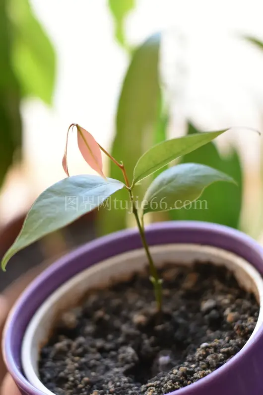 蓝盆绿植映衬美