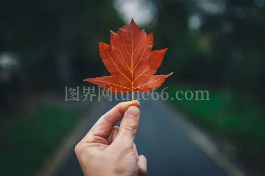 人物手握绿叶瞬间