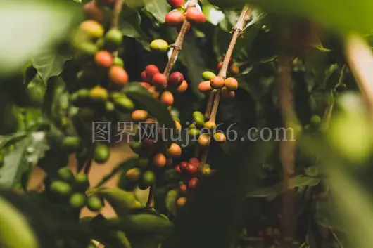 圆形红绿浆果图