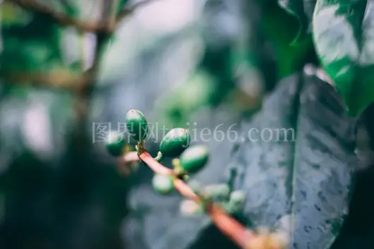 白天绿叶萌芽瞬间