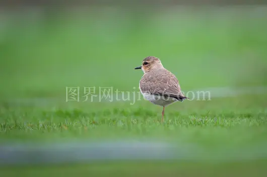 欧洲斑顶鸥优雅绿野生动景