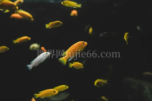 电黄神仙优雅游静水景