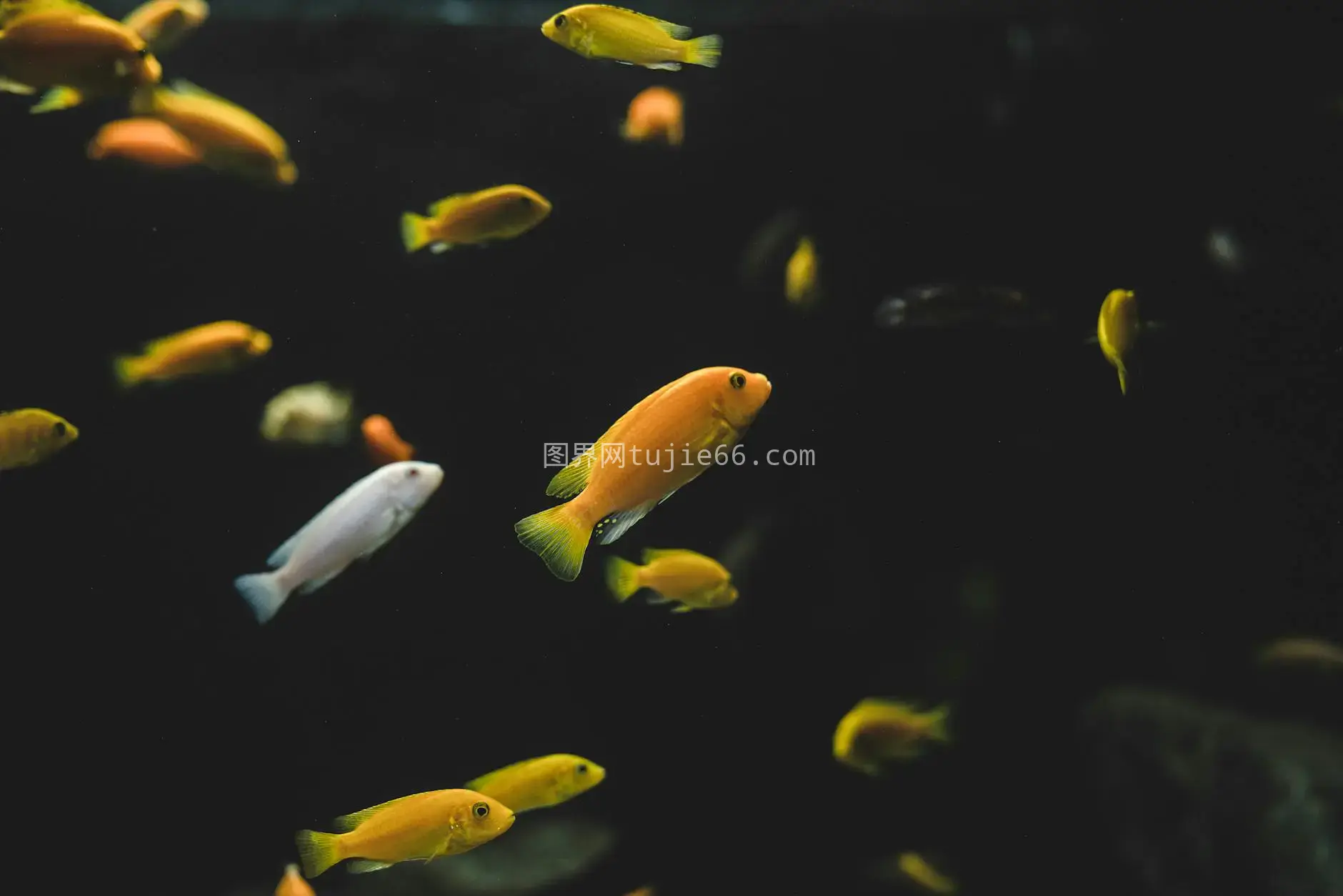 电黄神仙优雅游静水景