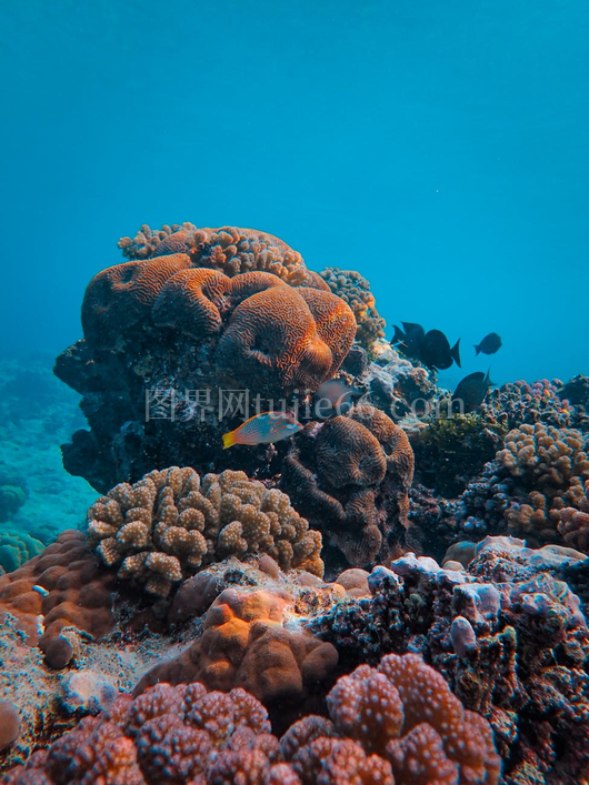 五彩珊瑚礁海洋生物清澈蓝水