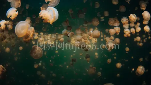 印尼西巴布亚水下群美水母景