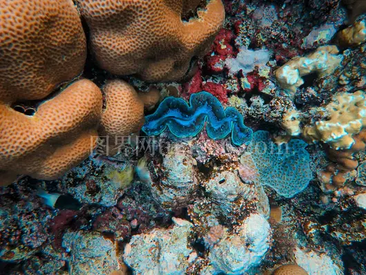 珊瑚礁海洋生物多彩水下捕捉